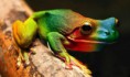 /album/fotogaleria-anfibios/el-anfibio-mas-raro-del4-jpg/