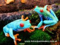 /album/fotogaleria-anfibios/ranas01-jpg/