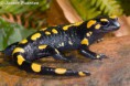 /album/fotogaleria-anfibios/salamandra-jpg/