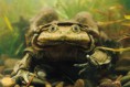 /album/fotogaleria-anfibios/los-anfibios-se-ahogan-ampliacion-jpg/