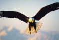 /album/aves/a42b-jpg/