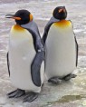 /album/aves/a220px-penguins-edinburgh-zoo-2004-smc-jpg/