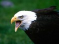 /album/aves/dientes-jpg/