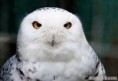 /album/aves/image7-jpg/
