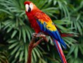 /album/aves/loro1-jpg/