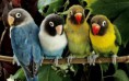 /album/aves/maxresdefault-jpg/
