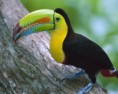 /album/aves/tucan-foto-colorines-jpg/