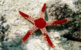 /album/equinodermos/hermosa-estrella-de-mar-1345-jpg/